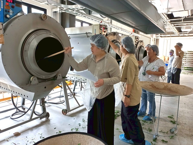 學員操作炒菁機進行茶葉加熱與翻炒，體驗臺灣茶葉製程技術。