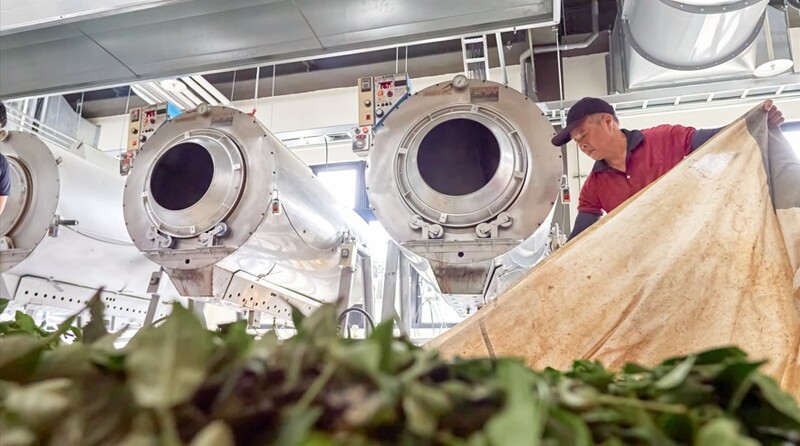 臺灣客家茶文化館製茶工房中，講師操作大型炒菁機進行茶葉加熱處理，展現臺灣茶葉製程技術。
