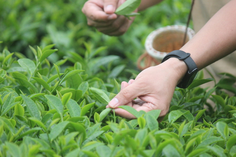 採茶體驗活動，學員用手摘取新鮮茶葉，體驗傳統客家茶文化的製茶工序