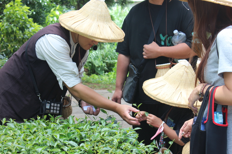 客家茶文化館採茶體驗，講師向體驗者展示茶枝，親子參與感受採茶文化魅力
