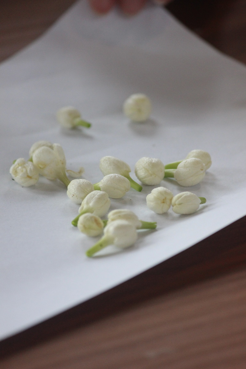 新鮮採摘的茉莉花苞靜置在白紙上，準備進行窨花茶製作，體驗製作窨花茶的原理