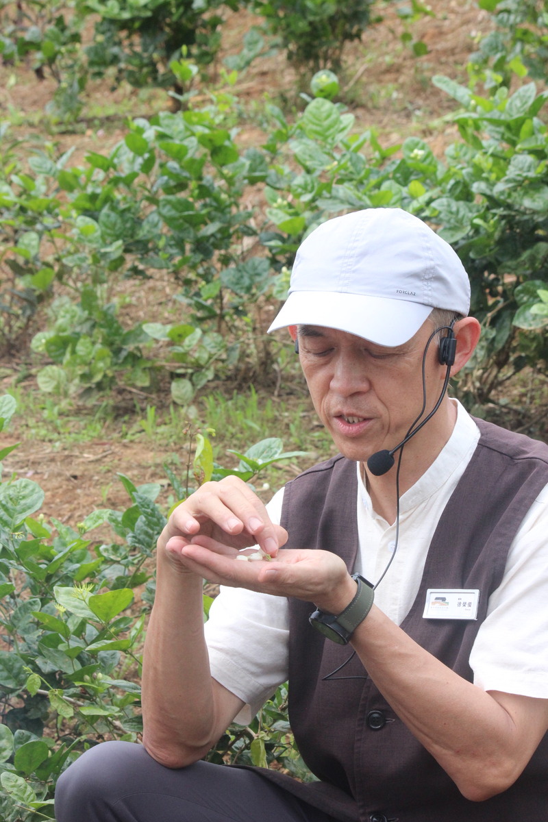 臺灣客家茶文化館館長徐榮俊於茉莉花園中解說花茶工藝，擁有豐富客家茶文化推廣經驗