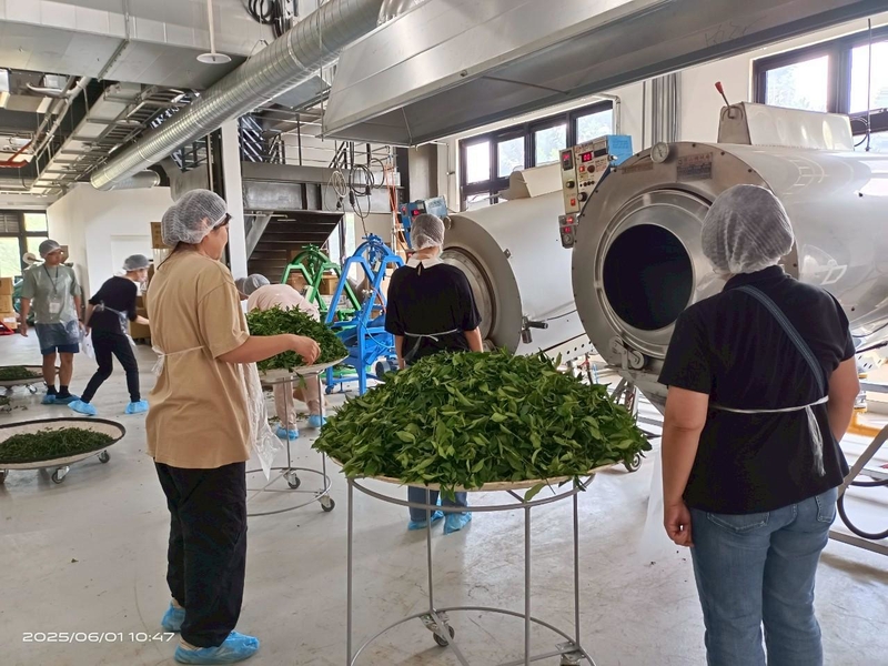 2025年臺灣客家茶文化館丙級製茶課程，學員在製茶工房中實作炒菁與揉捻步驟，展現臺灣茶文化技藝傳承的現場。