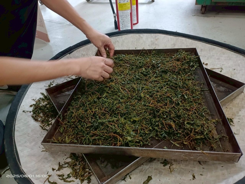 「學員親手篩選乾燥後的茶葉，體驗製茶最後的品質控管階段。」