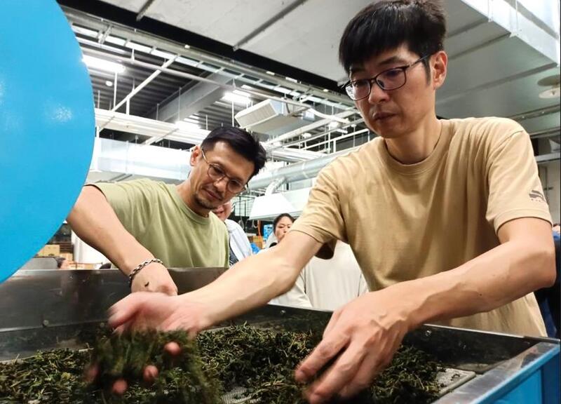 2025年臺灣客家茶文化館丙級製茶課程中，講師指導學員進行茶葉乾燥與整理步驟，展現臺灣傳統製茶工藝的專業精神。